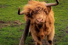 animaux-ferme-barreaux